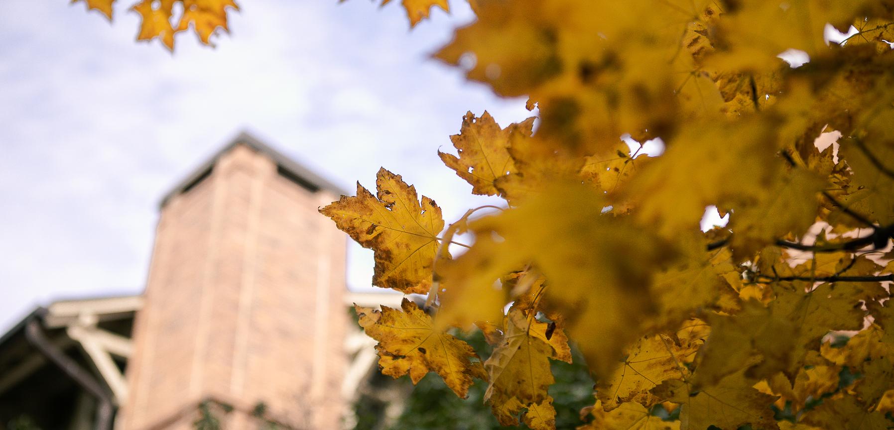 克里特岛 Campus leaves in fall